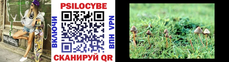 купить   Махачкала  Псилоцибиновые грибы MAGIC MUSHROOMS 